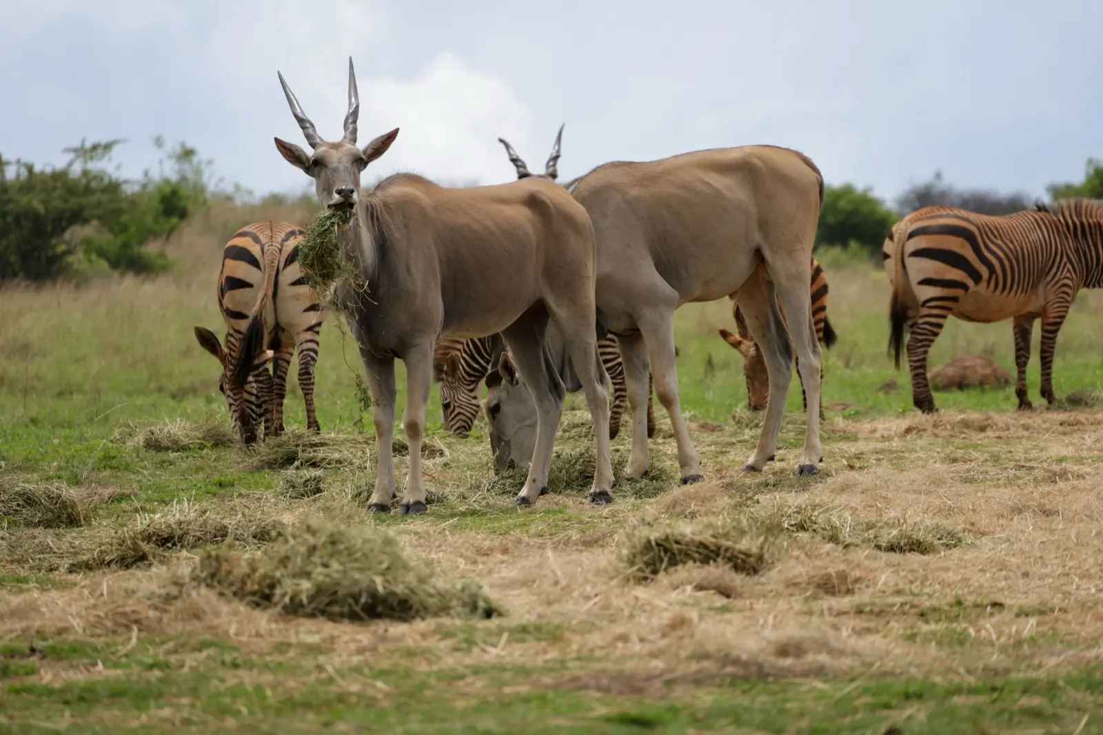 Elenantilopen, Zebras, Kudus und mehr in Reservaten wie Thali Thali und Buffelsfontein, eine kurze Fahrt vom Estate