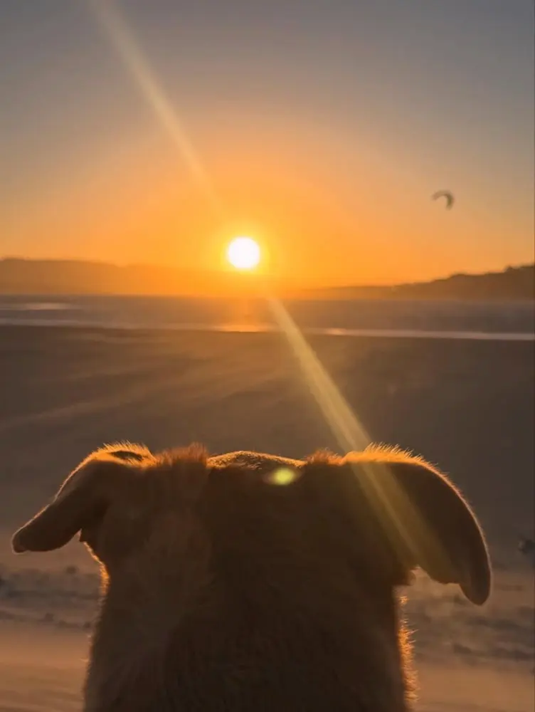 Mowgli watching the sunset