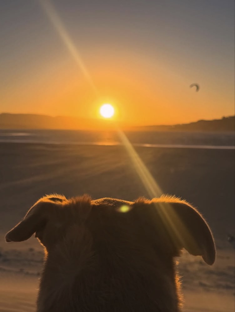 Mowgli watching the sunset