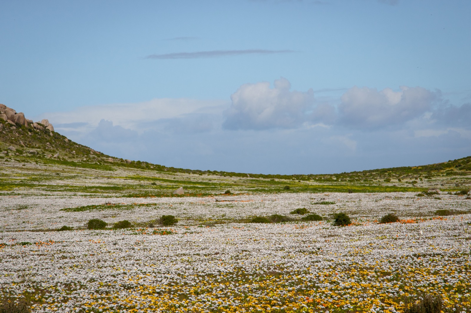 Postberg's spring flower carpets bloom every August–September inside West Coast National Park